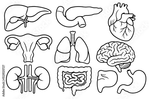 human organs, female, woman, liver, pancreas, heart, uterus, lungs, brain, kidneys, intestines, gallbladder, stomach