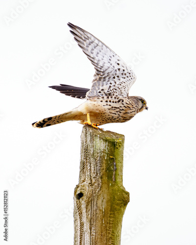 Common kestrel perched on a pole in winter in Burgos, Castilla y León
