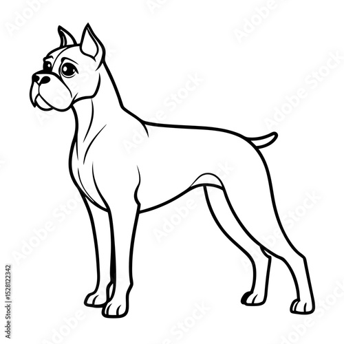 Boxer dog standing in a playful stance with a confident expression  