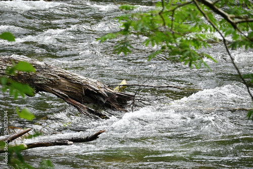 Log in the Rapids