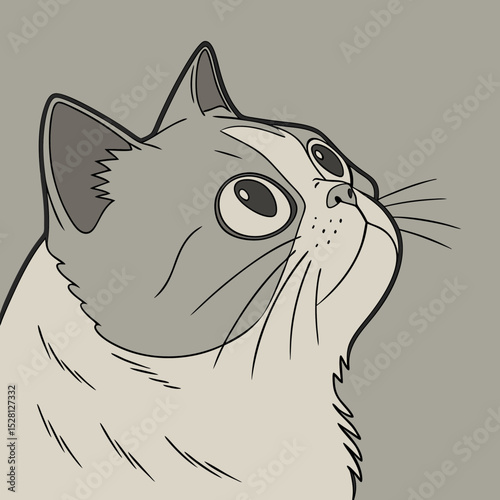 Exotic Shorthair cat looking up with curious expression  