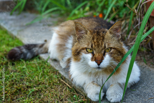 A beautiful, long-haired calico cat with striking green eyes rests on a stone path amidst green grass.