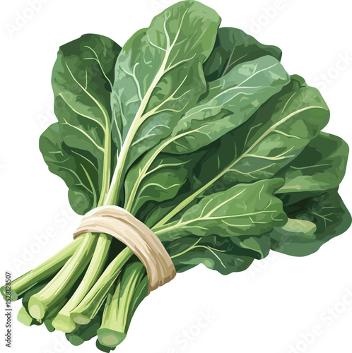 fresh green cabbage