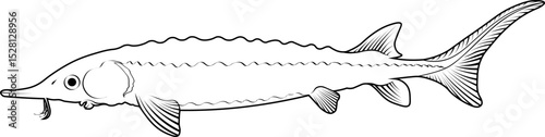 Atlantic Sturgeon Clipart – Ancient-Looking Freshwater Fish Vector