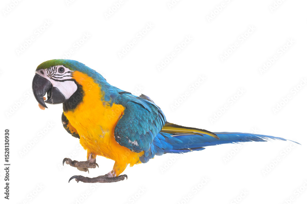 Fototapeta premium Blue-and-yellow macaw in studio