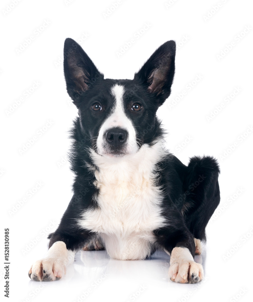 Fototapeta premium young border collie