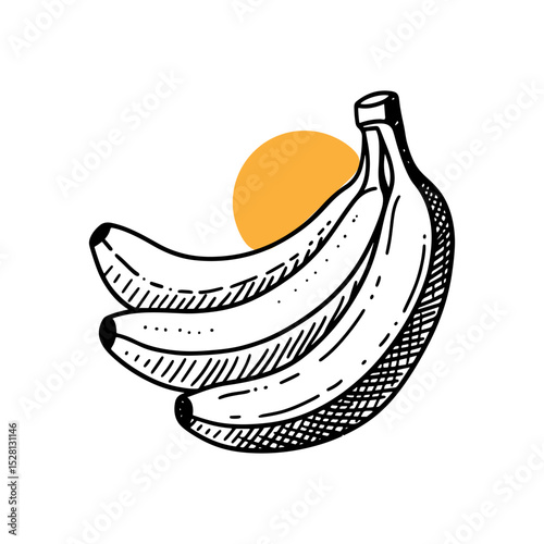 Hand Drawn Illustration of 3 Bananas, with cool shading
