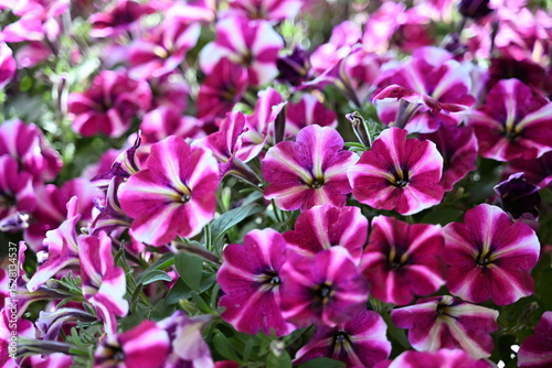Surfinia fuxia e bianca, fiore estivo coloratissimo