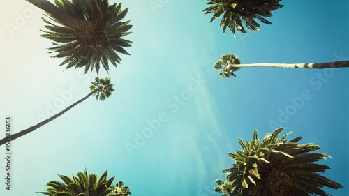 POV Looking up at Palm Trees Against a Clear, Blue Sky. Loopable. Beverly Hills, Los Angeles,. California, United States.