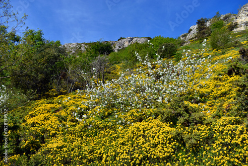 Spring flowering of Genista...