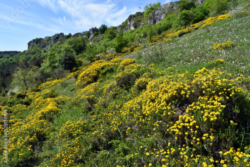 Spring flowering of Genista...