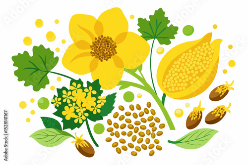 Botanical illustration of mustard plant with yellow flowers, green leaves, black and yellow mustard seeds, and seed pods. Herbal and culinary-themed flat lay design on a white background, ideal for ed