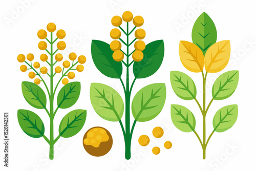 Botanical illustration of mustard plant with yellow flowers, green leaves, black and yellow mustard seeds, and seed pods. Herbal and culinary-themed flat lay design on a white background, ideal for ed