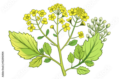 Botanical illustration of mustard plant with yellow flowers, green leaves, black and yellow mustard seeds, and seed pods. Herbal and culinary-themed flat lay design on a white background, ideal for ed