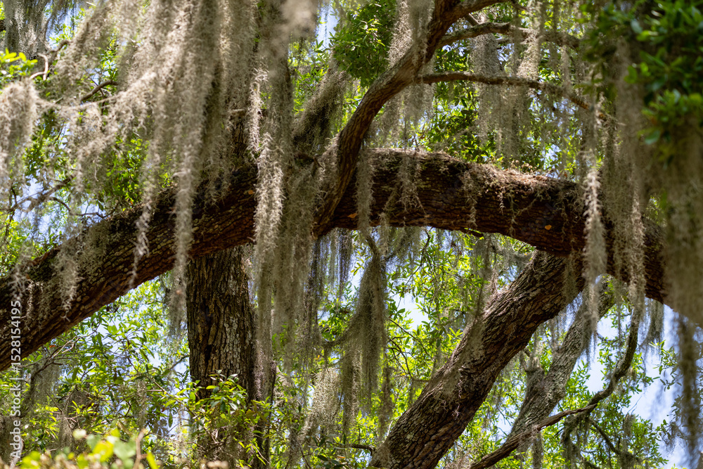 Obraz premium Lush oak tree draped in Spanish moss under bright sunlight in a southern landscape