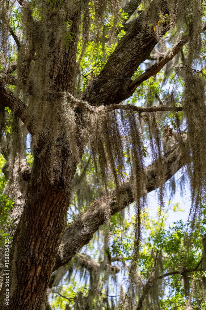 Fototapeta premium Majestic oak tree draped in Spanish moss under bright sunlight in a lush forest setting