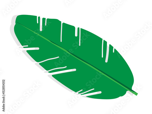 Tropical banana leaves isolated. Simple vector set. Plant leaves. Summer forest branches collection. Leaf elements in flat design style rhopalostylis