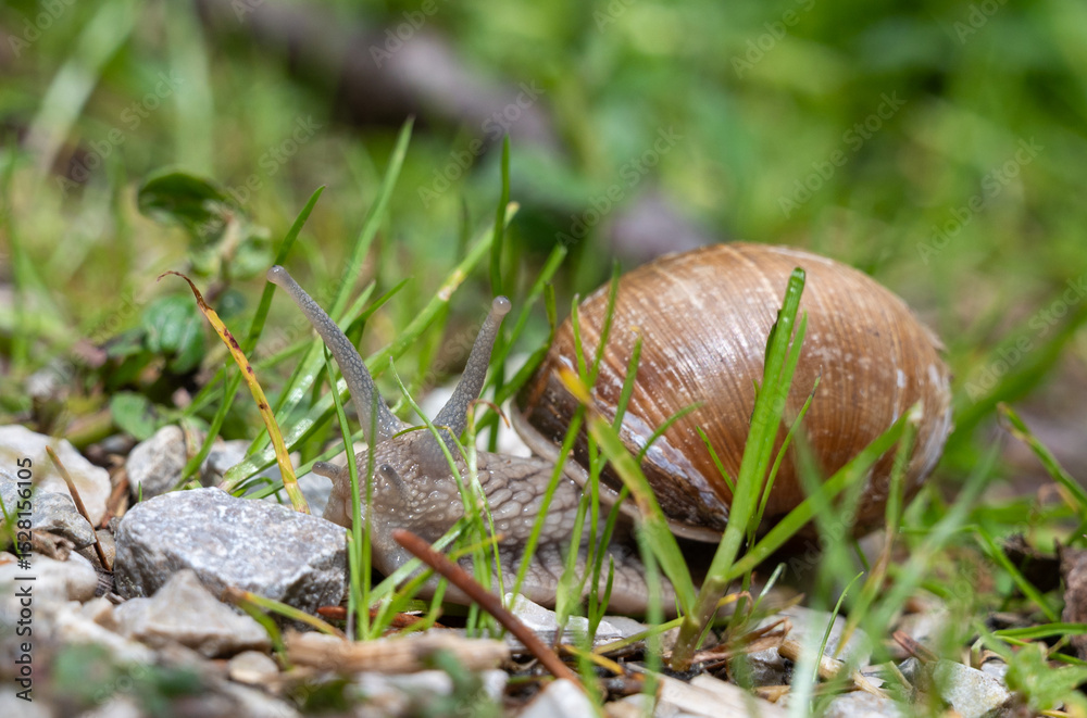 Weinbergschnecke seitlich im Gras Weinbergschnecke seitlich im Gras