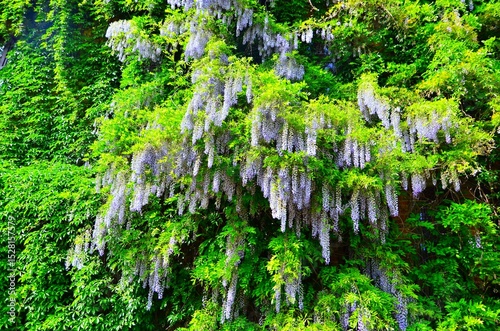 green moss on the wall