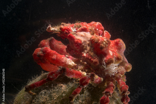 red masked crab (Lissa chiragra), camouflaged Alghero, Capo Caccia, Sardinia, Italy
