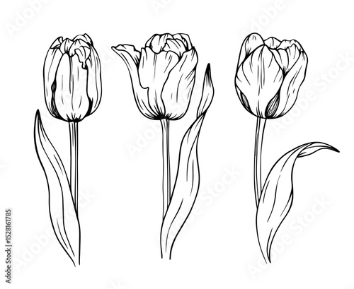 Set of tulips with stem and leaves hand-drawn black isolated on white background . Outline Style Spring Flowers Vector Illustration.