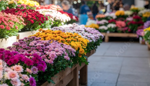 Rows of colorful mums for sale at an outdoor flower market