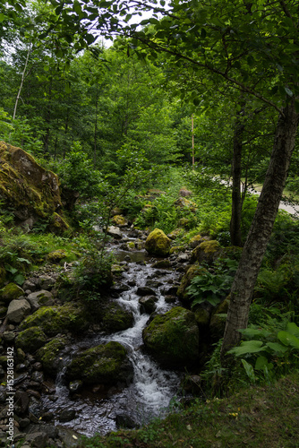 thin, wooded river in Georgia