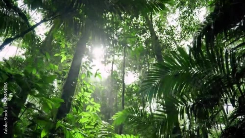 Lush rainforest canopy, sunlight filtering through dense foliage