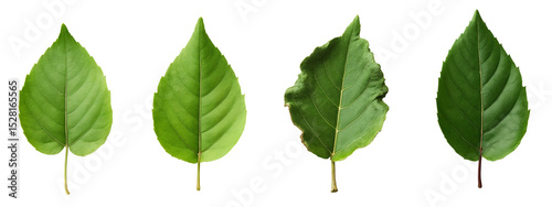 A set of four green leaves