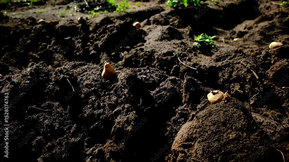 Potato placed on mound ready to be planted in full sun warm spring day in orchard garden temporary used as vegetable garden - close up shot and moving camera away revealing more seedlings and whole ga