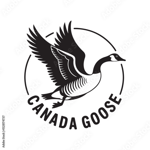Canada goose. Vector black silhouette. with white background