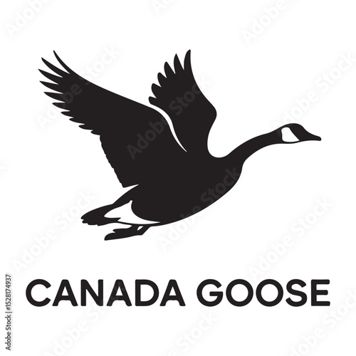 Canada goose. Vector black silhouette. with white background