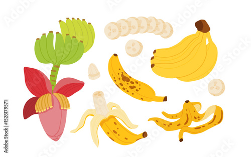 Banana Vector Set, Whole Banana Bunch, Peeled, Slices, Overripe, Banana Peel, and Flower with Leaves, Flat Cartoon Tropical Fruit Illustration for Food or Botanical Design
