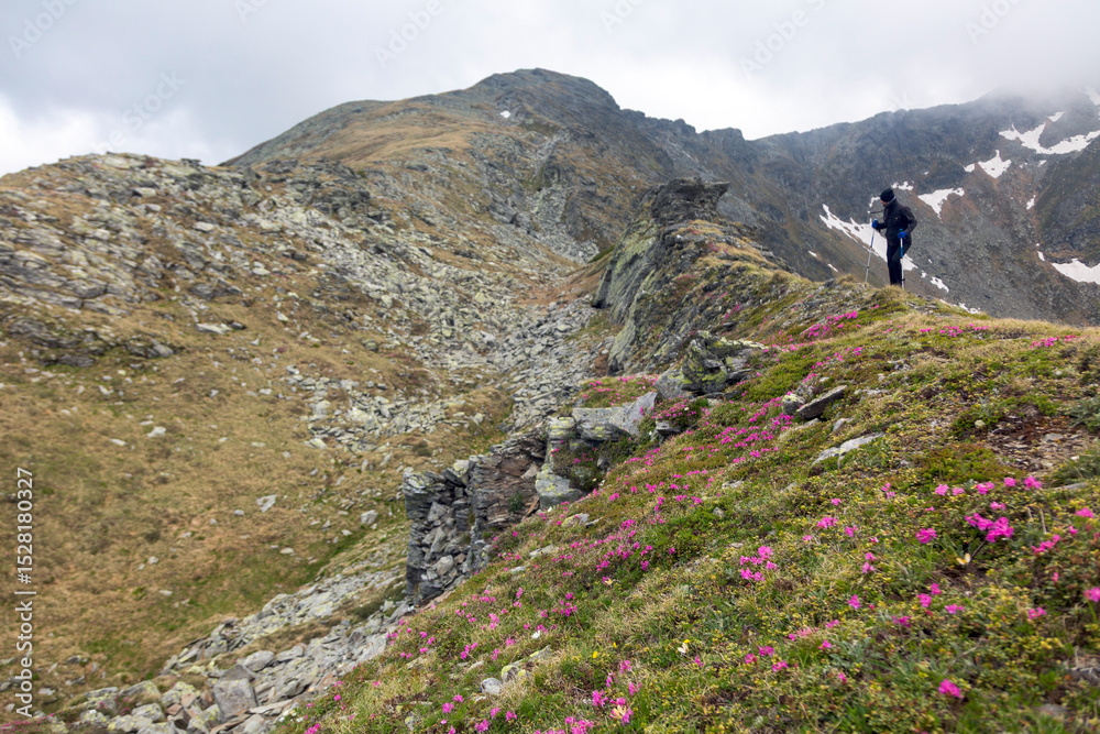 Adventurer trekking through dramatic mountain landscape, wearing protective gear while pink alpine blooms frame the scene Adventurer trekking through dramatic mountain landscape, wearing protective gear while pink alpine blooms frame the scene