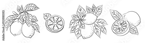 Hand drawn lemon set with whole, half, and sliced fruits, leaves, and flowers. Line art citrus illustration isolated on transparent background. Perfect for packaging, kitchen prints, botanical design.