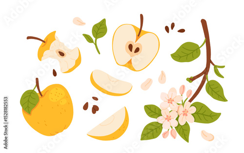 Vector set of yellow apple illustrations: whole, bitten, halves, slices, seeds, leaves, blooming branch with flowers. Flat cartoon style isolated fruit collection on white background.