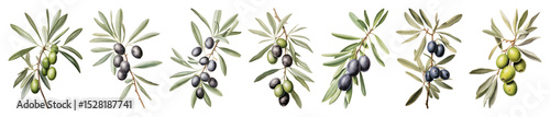 Wallpaper Mural PNG Olive branches with ripe fruits, element set on transparent background Torontodigital.ca