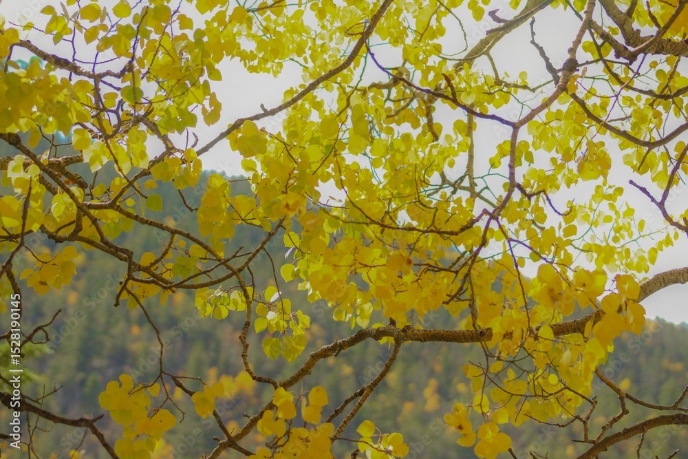 Fototapeta premium yellow leaves against blue sky
