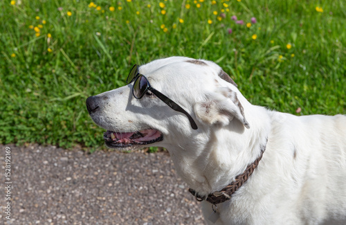 Weißer Hund mit schwarzer Brille photo