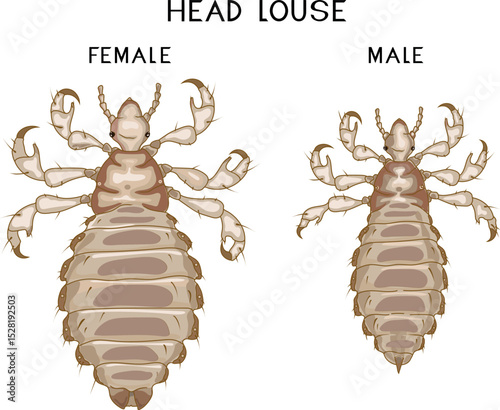 Male and female head louse (Pediculus humanus) insects