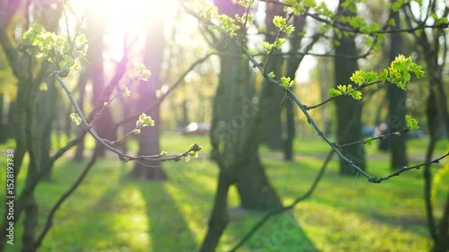 Spring park in the rays of the setting sun. Young greenery in spring, beautifully illuminated at sunset.