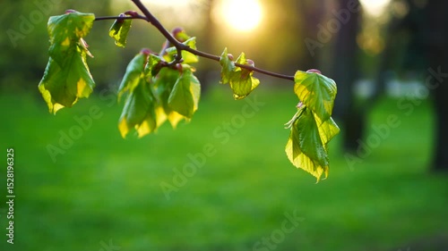 Spring park in the rays of the setting sun. Young greenery in spring, beautifully illuminated at sunset.