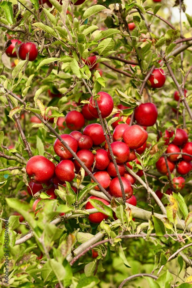 Obraz premium Apple Tree