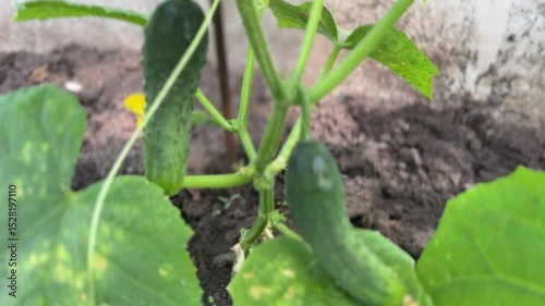 first harvest of green cucumbers on young shoots among green leaves in a greenhouse on a garden plot in summer as a concept of growing ecologically clean vegetables on your own 