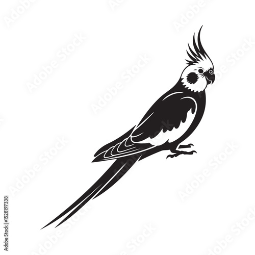 cockatiel Vector black silhouette. with white background