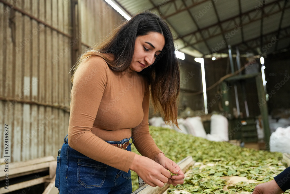 Obraz premium Woman Sorting Bay Leaves by Hand in a Workshop. Traditional Bay Leaf Processing.