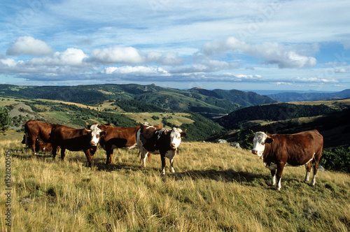 Vache, race Abondance, Monts du Vivarais, 07, Ardèche , France