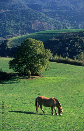 Cheval, race Comtois, noyer, paysage Cévenol, Roche Surges, Aveyron, 12, France