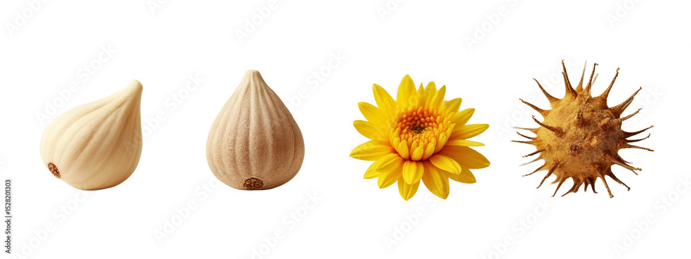 Fototapeta premium A close up of three different types of nuts