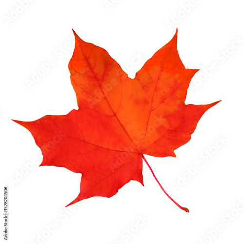 Red maple leaf isolated on white background.